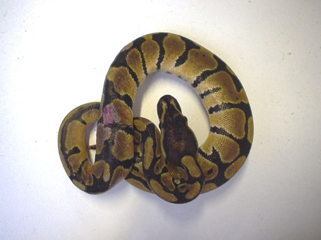 mouse bit