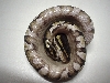 Mojave belly