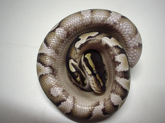 Mojave belly
