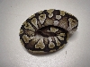 Mojave 1