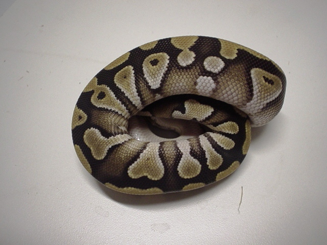Mojave 1