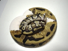 pied mojave