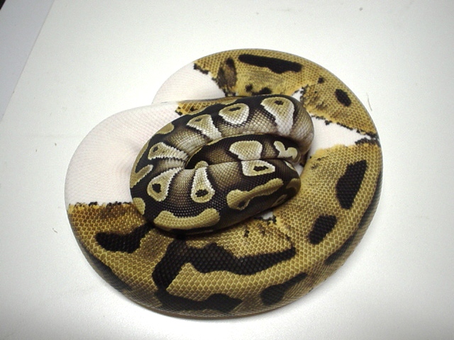 pied mojave