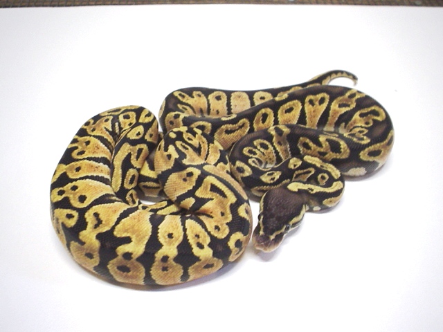 pastel 2