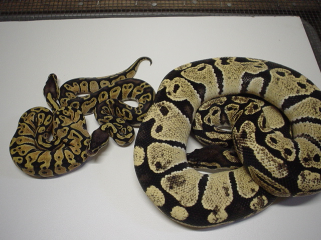yellow2