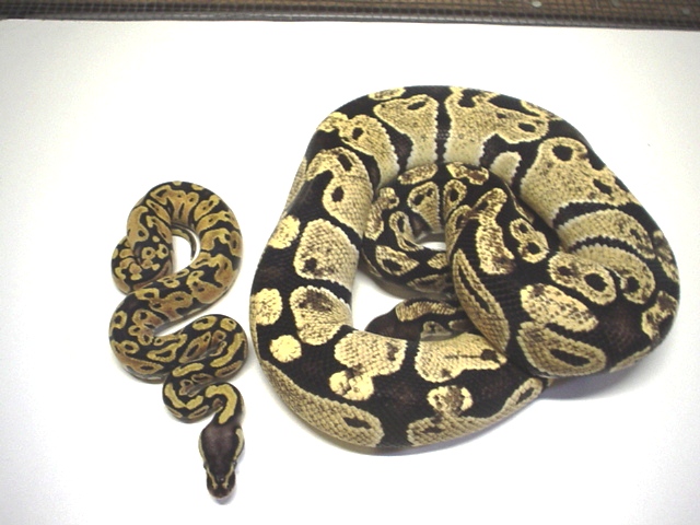 Yellow/pastel2