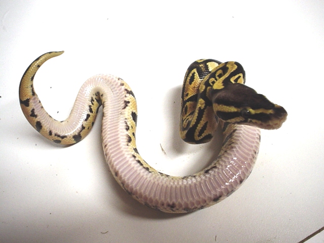pastel belly
