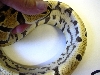 yellows belly