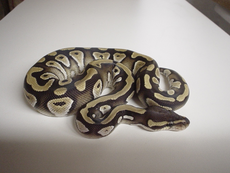 mojave6