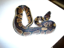 blackback