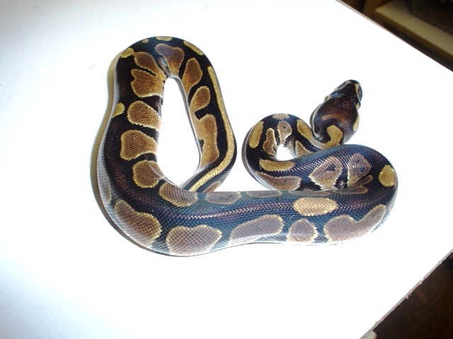 blackback