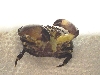 c1