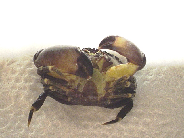 c1