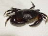 crab
