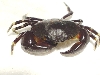 crab1