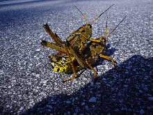 grasshopper