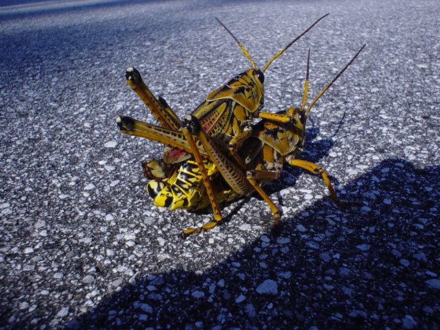 grasshopper