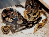 pied breeding