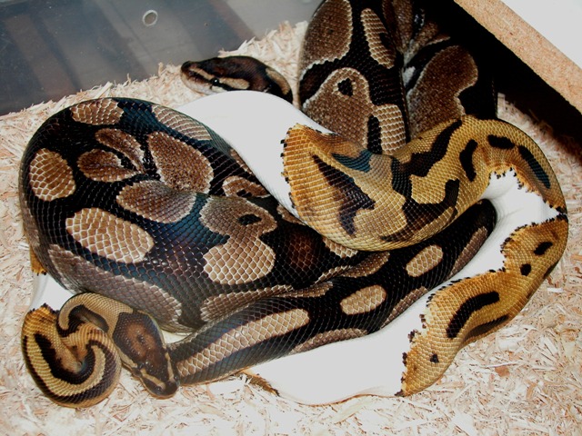 pied breeding