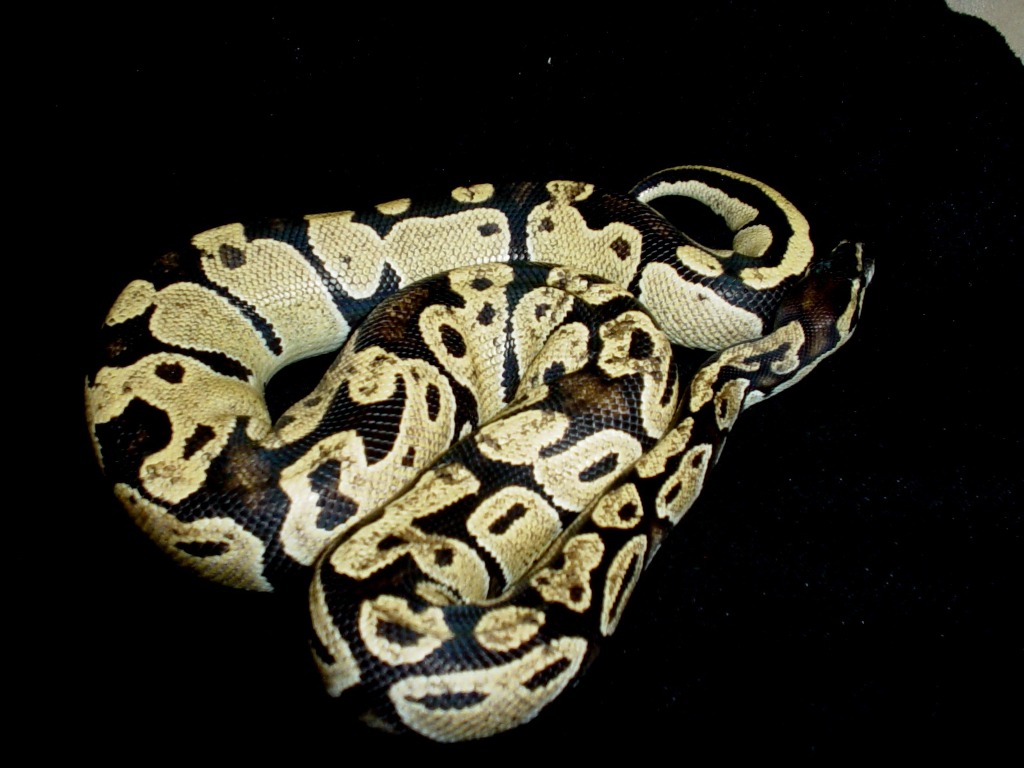 male 1