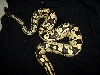 male2