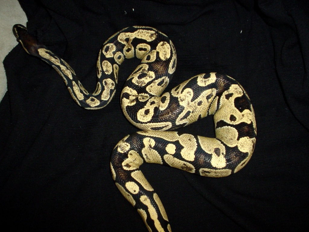 male2