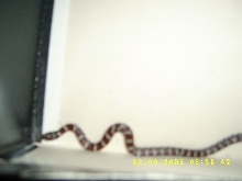 eastern or red