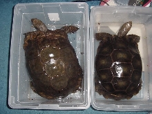 Large Female Browns
