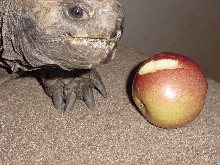 Burmese Brown Mt. Tortoise Eating an Apple