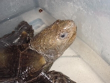 17.5" Burmese Brown Mt. Tortoise