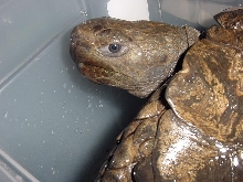 19" Burmese Brown Mt. Tortoise