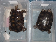 2.0.0 Browns