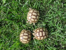 Outstanding Baby Sulcata Tortoises