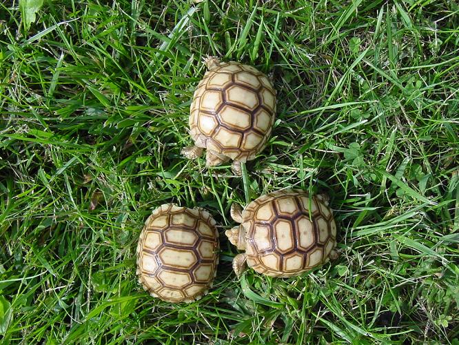Outstanding Baby Sulcata Tortoises