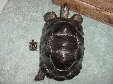 Aldabra and Spider Tortoise