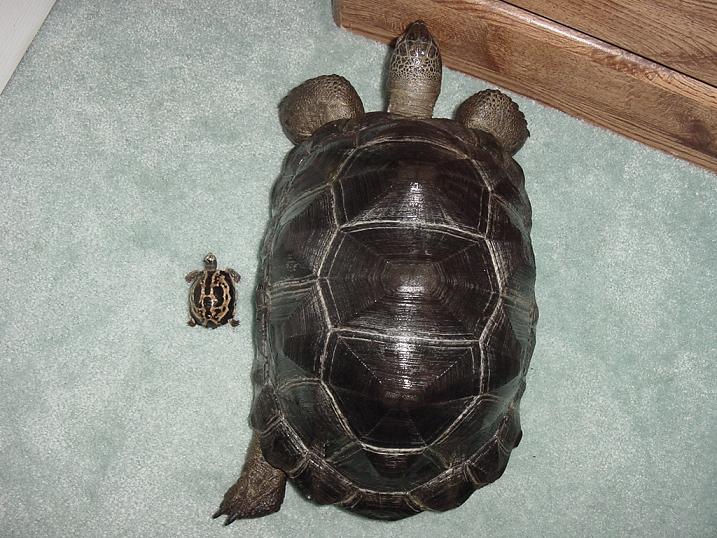 Aldabra and Spider Tortoise