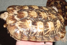 Male Pancake Tortoise