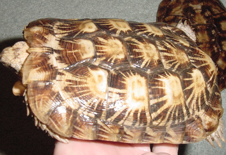 Male Pancake Tortoise