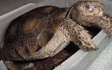 Burmese Mt. Tortoise Just coming in from the dirt!