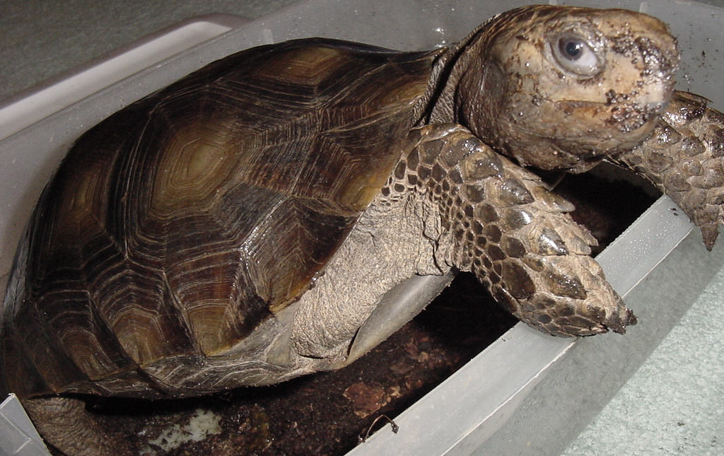 Burmese Mt. Tortoise Just coming in from the dirt!