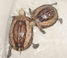 1.1 Flower-Back Box Turtles