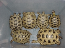 Adult Breeder Russians