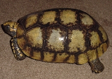 Large Female Yellow-Foot Walking