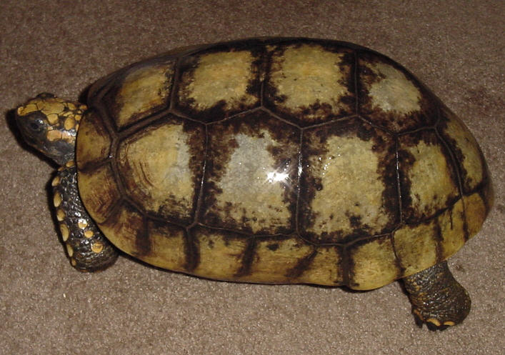 Large Female Yellow-Foot Walking