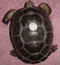 Top view Aldabra Tortoise