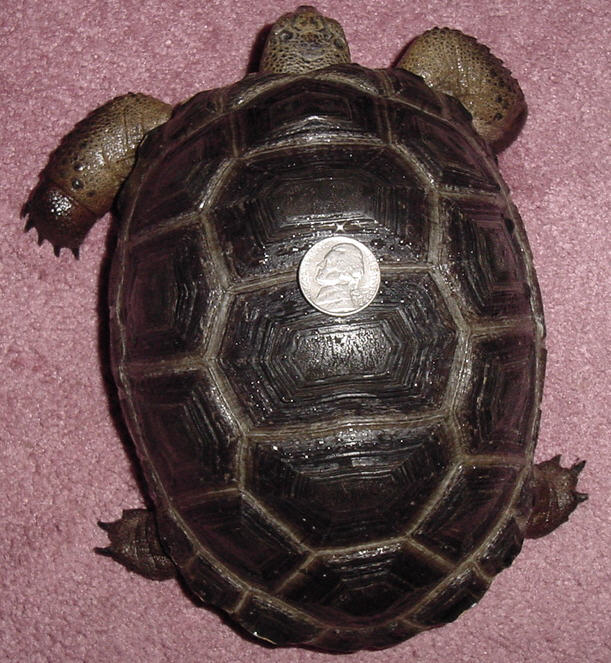 Top view Aldabra Tortoise