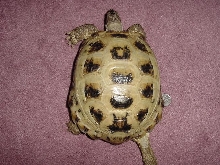 XXL Russian Tortoise Female