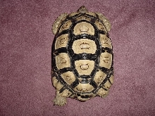 Nice Female Leopard Tortoise