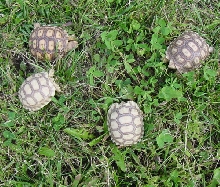 White Sulcata Tortoises