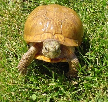 Super Nice Desert Box Turtle Walking